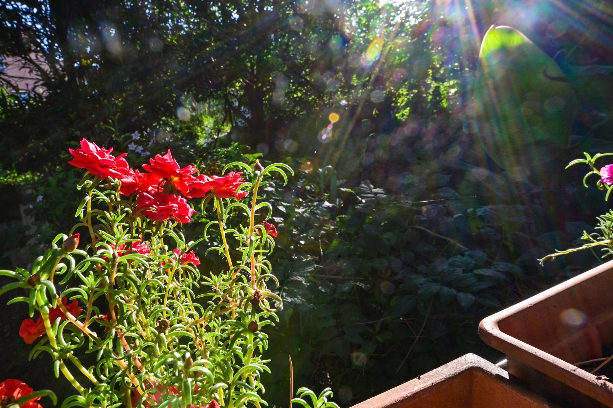 Apartamento Bohemian Rhapsody Rovinj Exterior foto